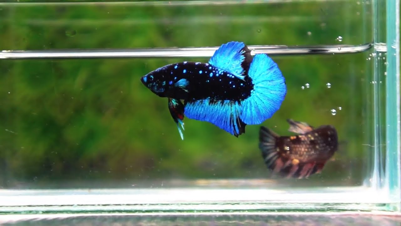 Betta fish HMPK Dark Blue Eyes Avatar