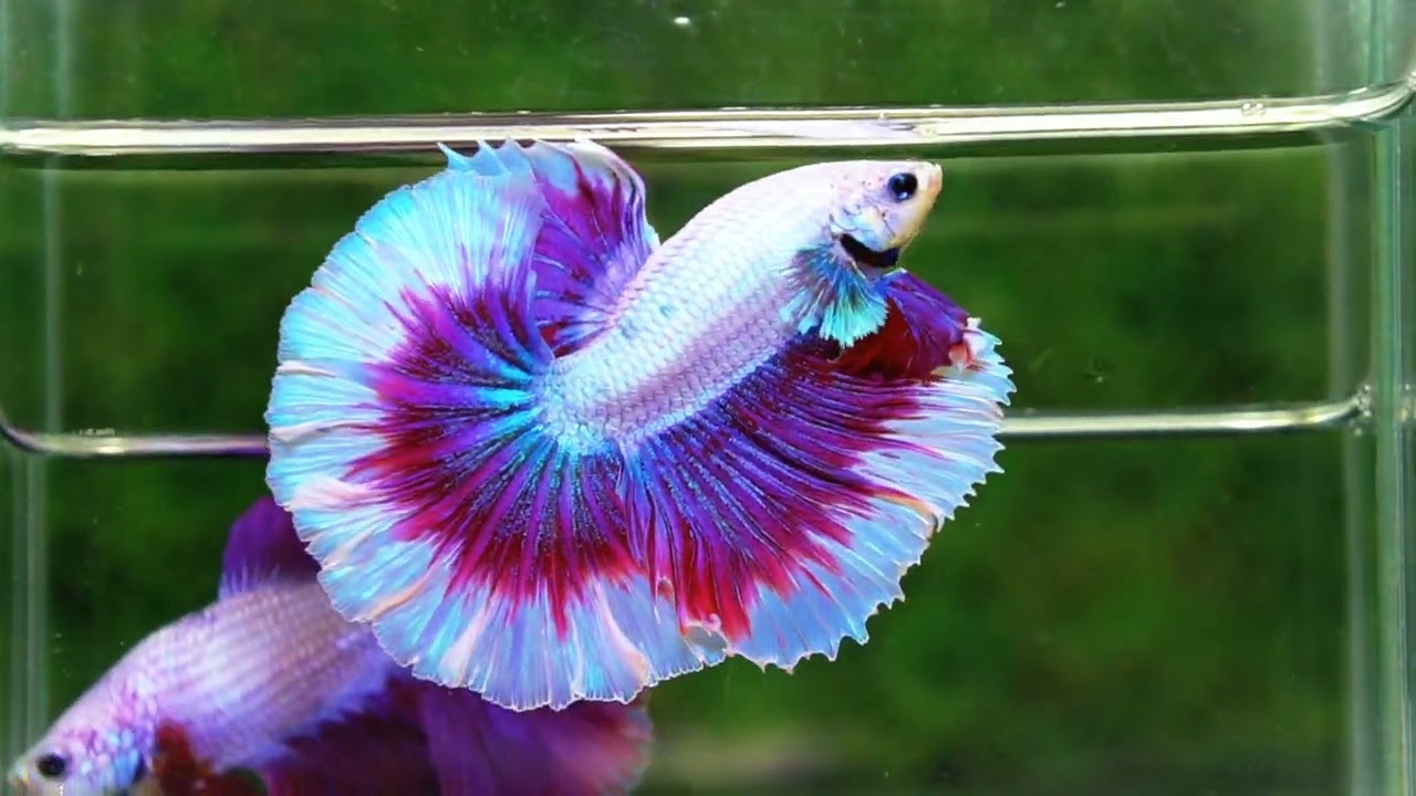 Betta fish Prince of Purple Lavender Butterfly (OHM)