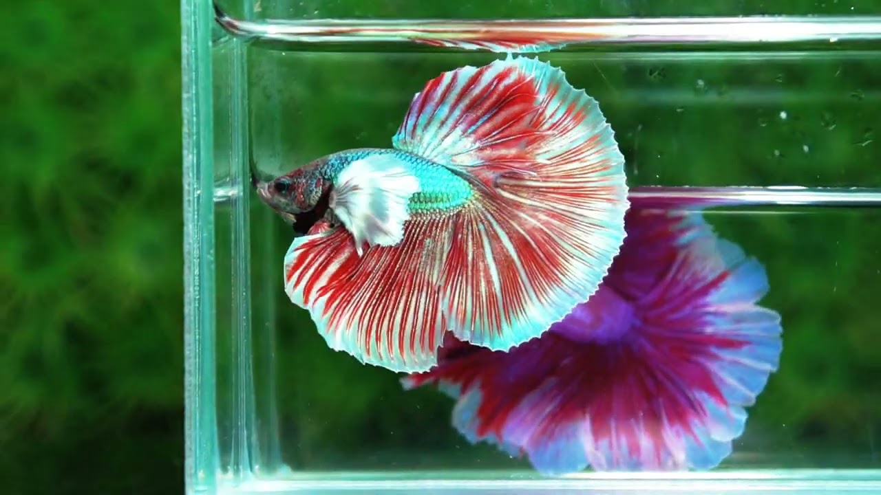 Betta fish Ruby & Gem Salamander Dumbo HM
