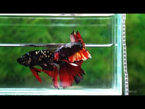Betta fish Black Samurai on Fire (HMPK)
