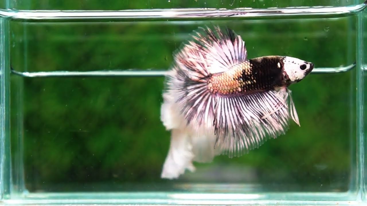 Betta fish The Angle Copper Warrior Full Helmet Samurai HM (Rare)