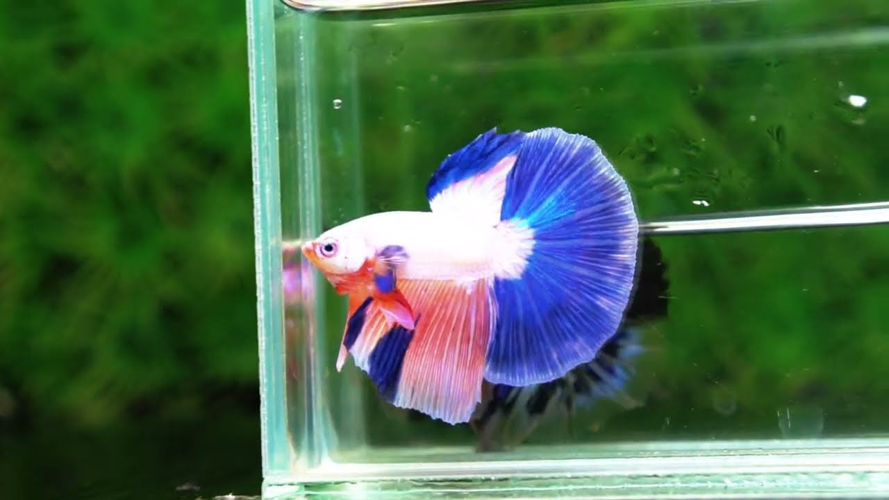 Betta fish HM Magical Pink Blue Marble