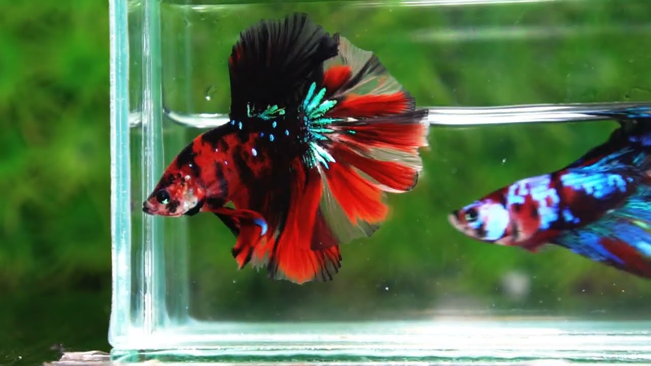 Betta fish Red Tiger Koi OHM