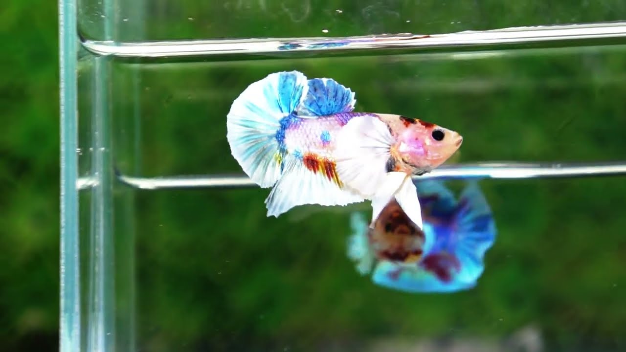 Betta fish Dumbo White Rainbow Fancy HMPK