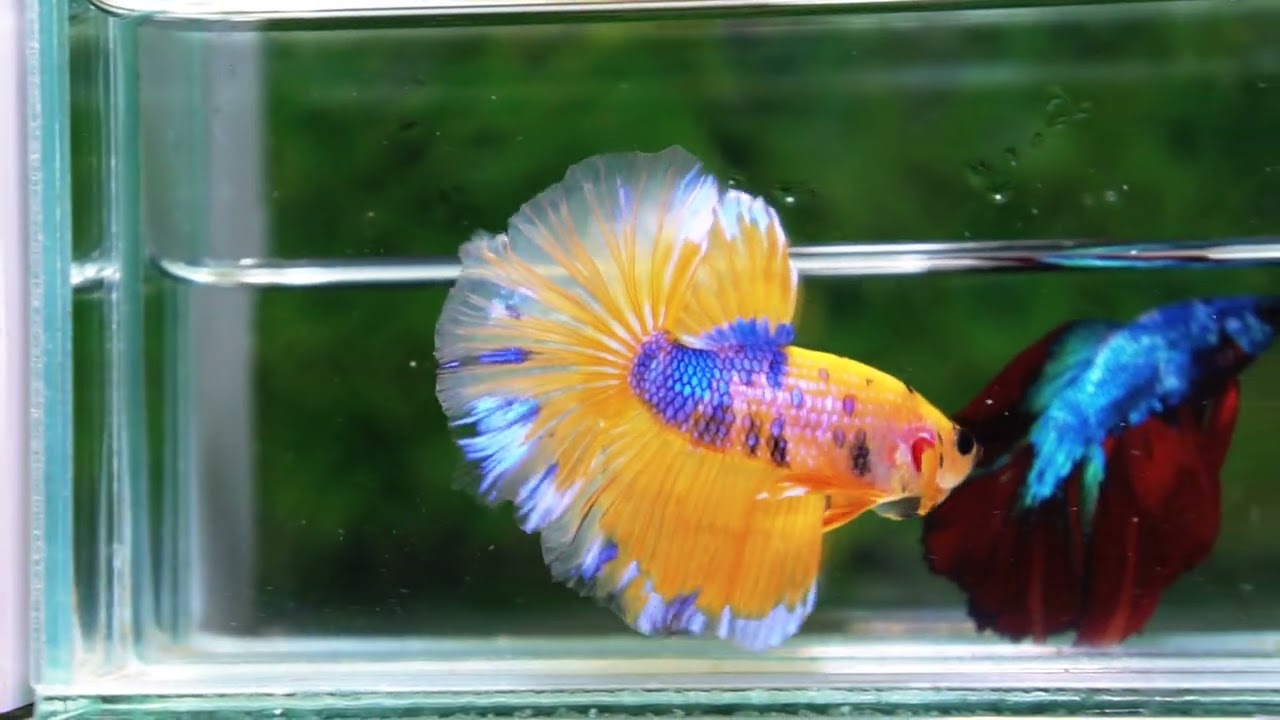 Betta fish OHM Yellow Blue Banaby
