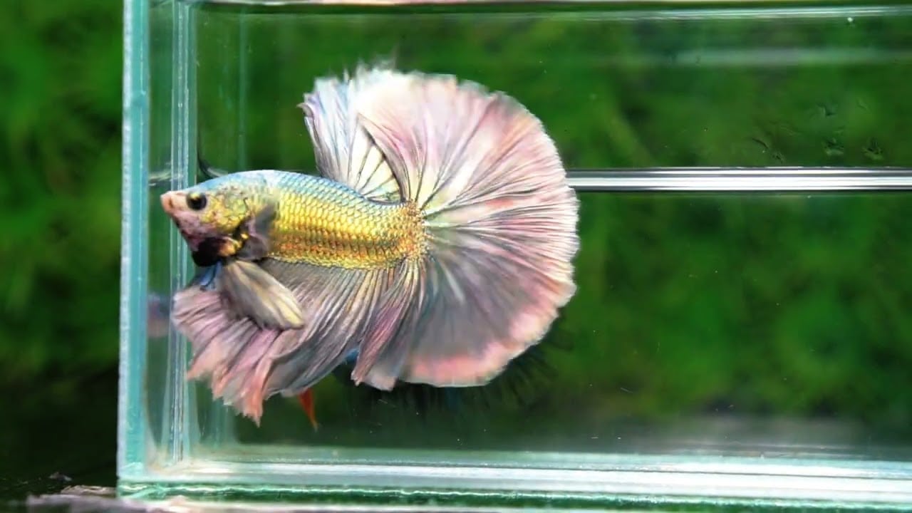 Betta fish King Original Copper Gold Hawk (OHM)