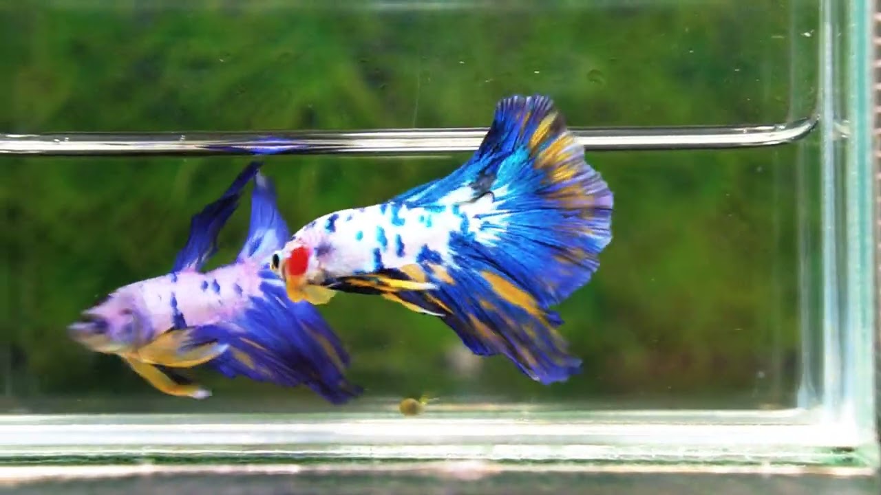 Betta fish Yellow Banabie Marble HM