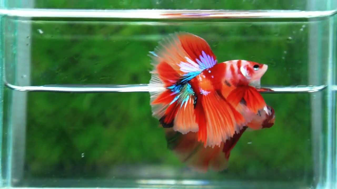 Betta fish Pigeon Wing Candy Nemo Hawk HM