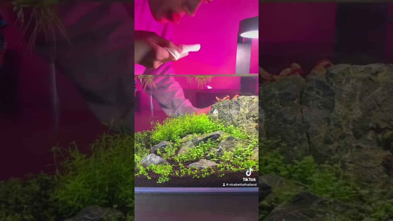 Betta fish jump to bite #BettaFish #BettaSplendens #SiameseFightFish