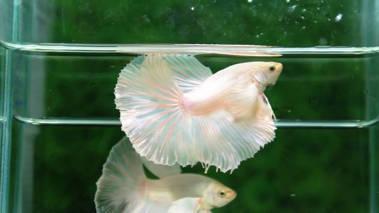 Betta fish Prince of the White Dumbo (HM)