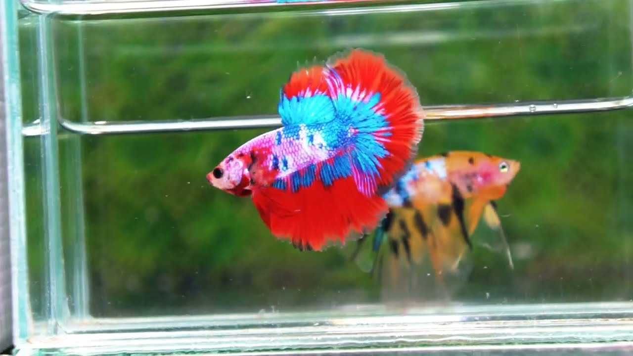 Betta fish OHM Magical Crimson Marble