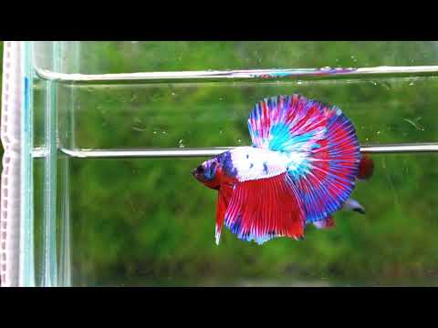 Betta fish OHM Magical Pink Blue Series