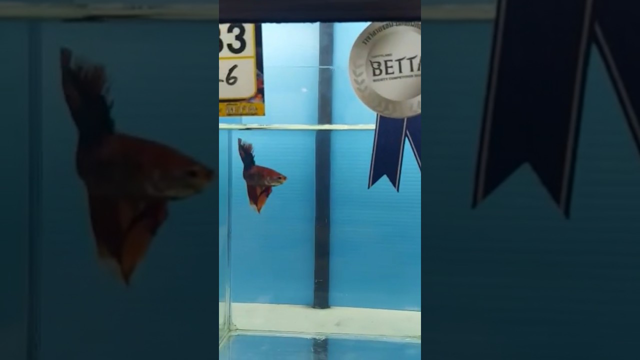 Winner 🏆 2ND DTHM Multicolor Emerald from Nice Betta Thailand.CO.,LTD #bettafish #aquarium