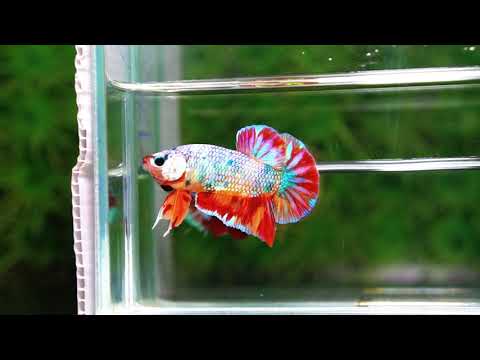 Betta fish Rainbow Fancy Multicolor (HMPK)