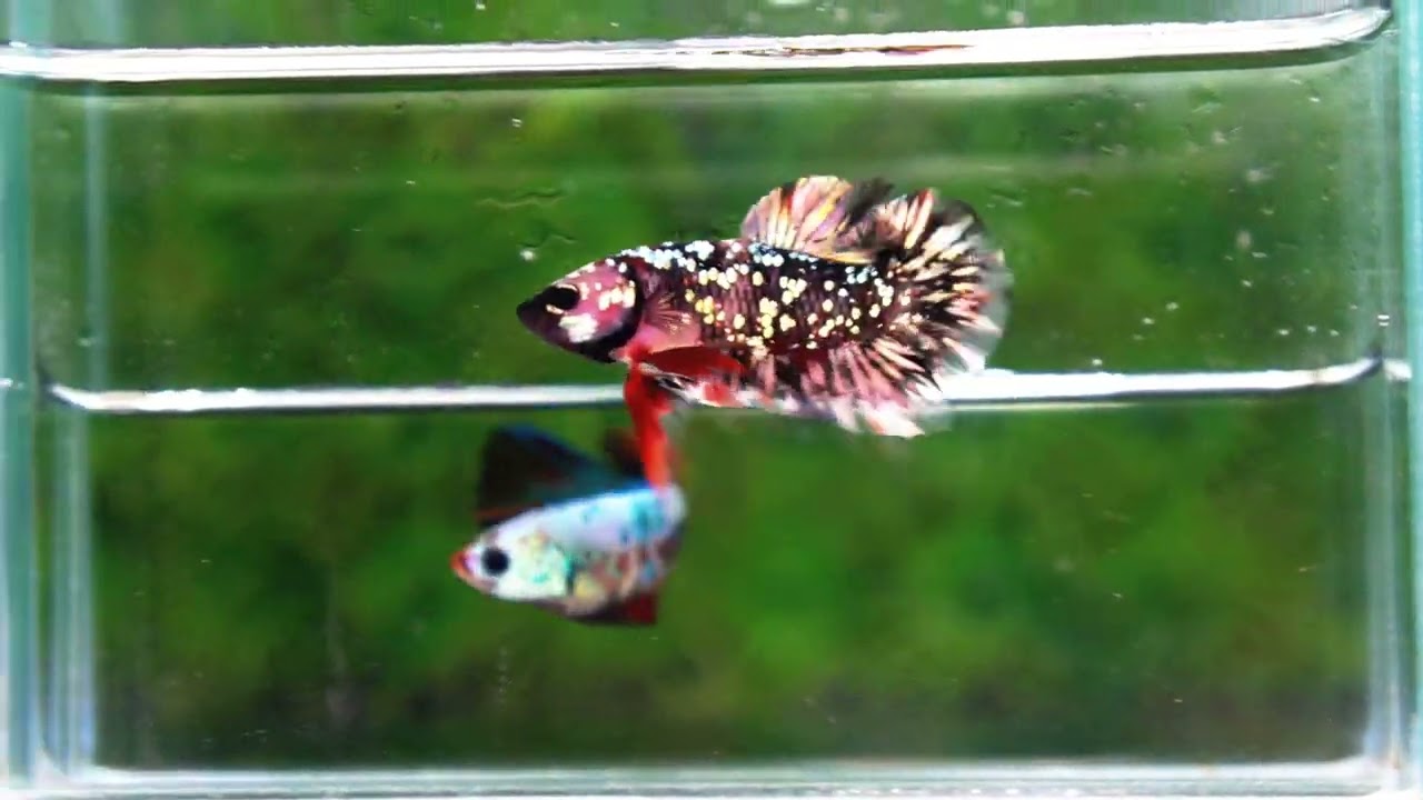 Betta fish HMPK The Dark Nebula (Rare & Comp Grade)