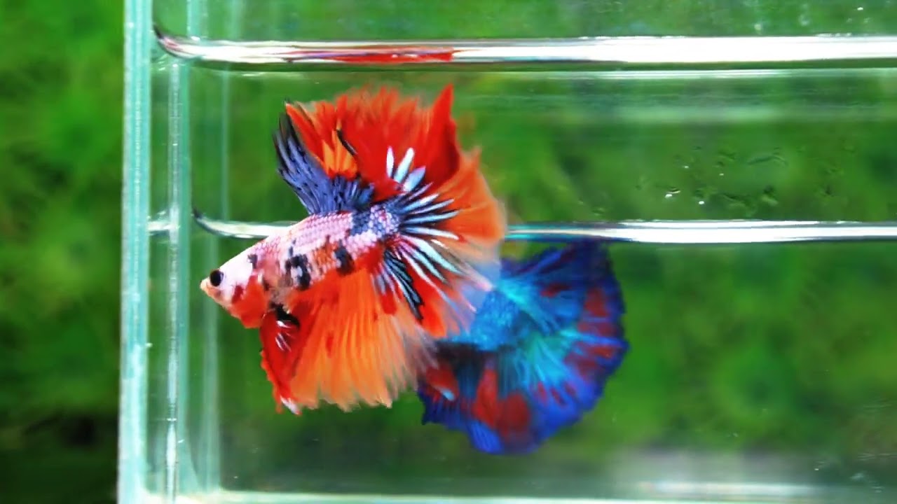 Betta fish Multicolor Grey Firer Sky Hawk (OHM)