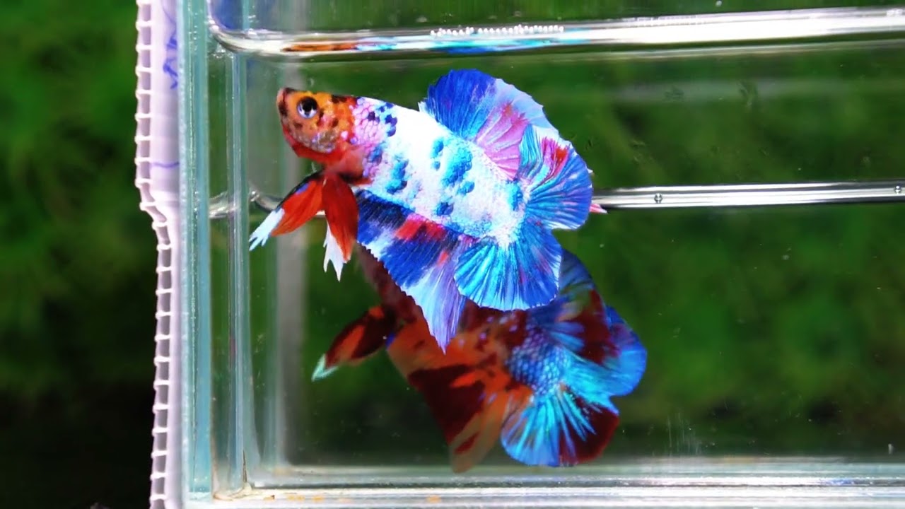 Betta fish DTPK Magical Marble Tiger Head