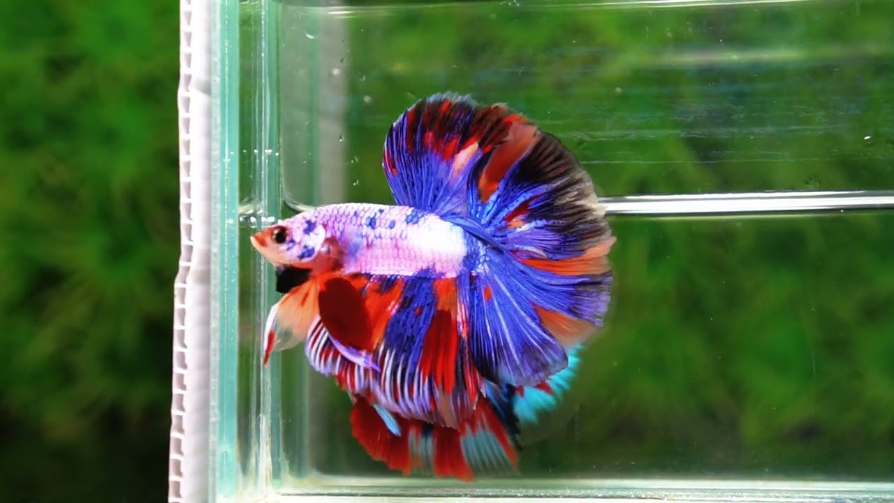 Betta fish HM Magical Multicolor Rainbow Series