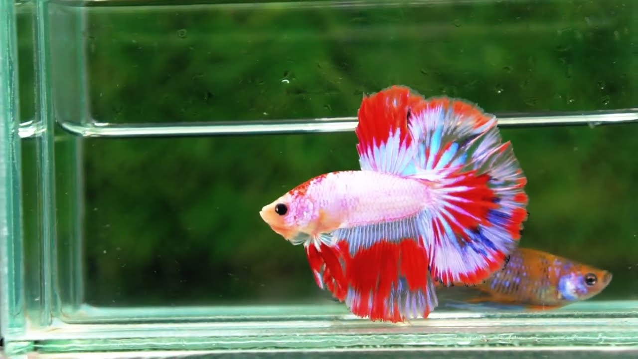 Betta fish HM Fancy Austria Flag