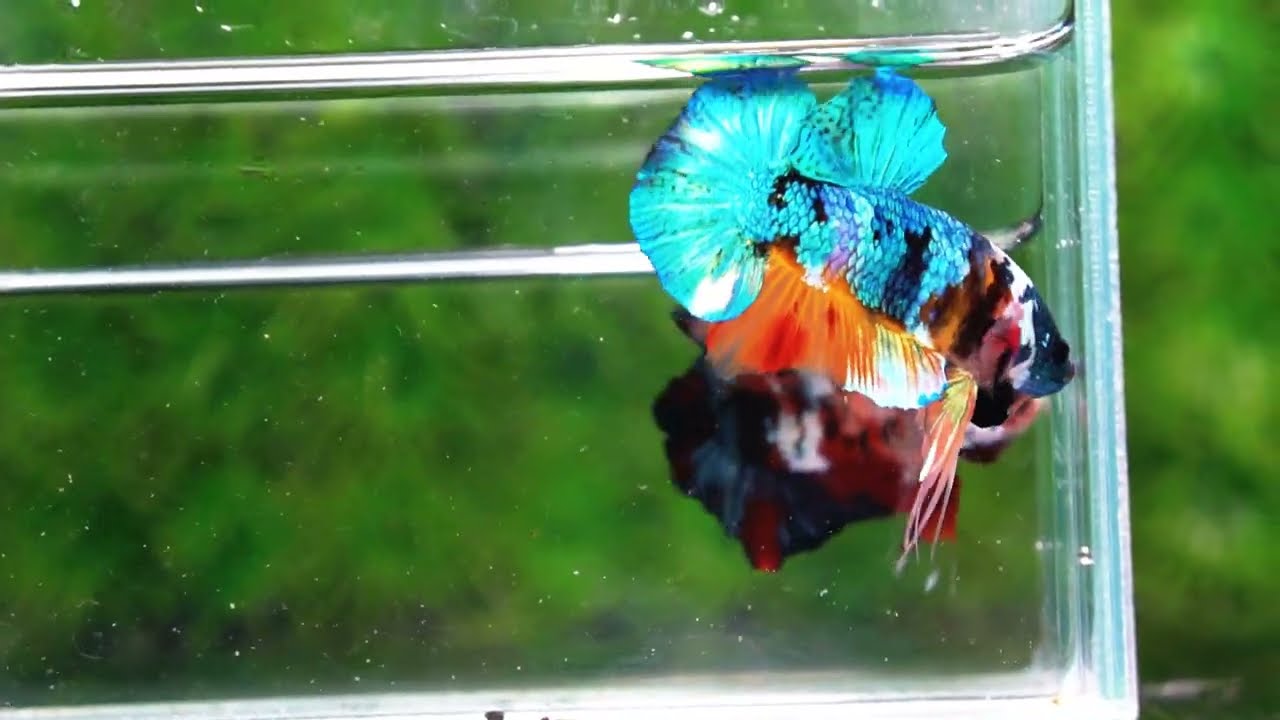 Betta fish HMPK Fancy Monster Emerald Mask