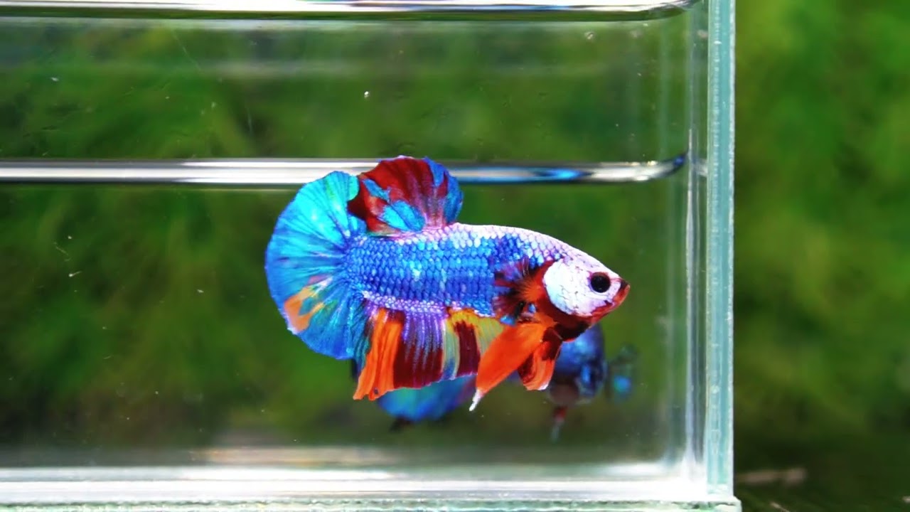 Betta fish Fancy Multicolor Dragon HMPK