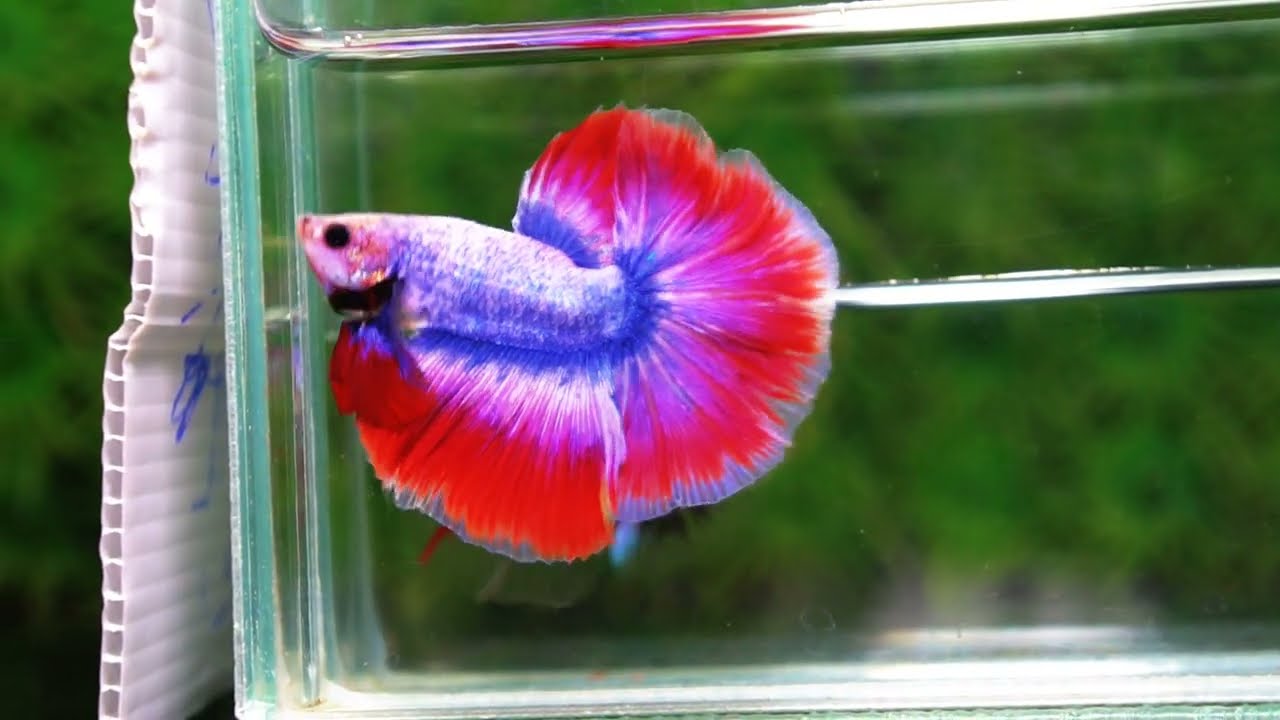 Betta fish HM Mascot Thailand Flag