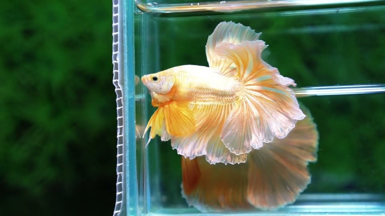 Betta fish Gold Dragon Rosetail OHM