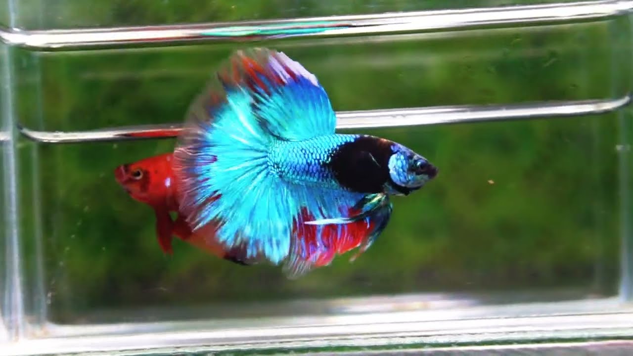 Betta fish HM Full Helmet Devil Avatar Warrior