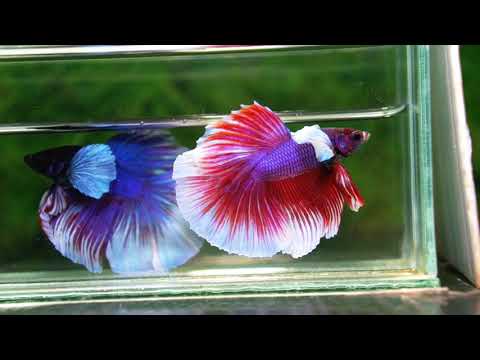 Betta fish HM Red Violet Salamander Dumbo