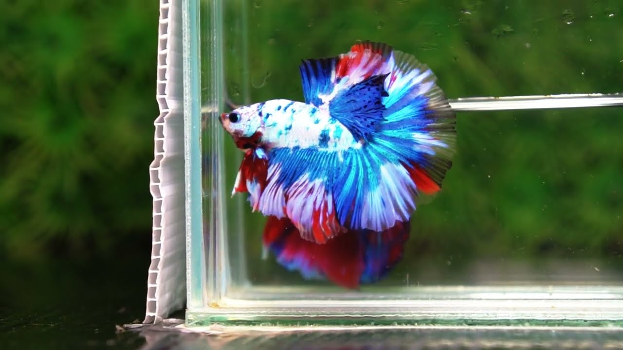 Betta fish OHM Dalmatain Captian America Hawk