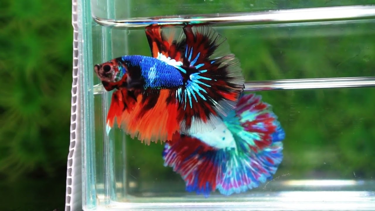 Betta fish OHM Multicolor Fancy Emerald