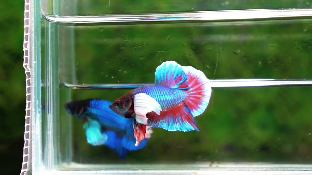 Betta Fish Purple Pink Salamander Dumbo HMPK