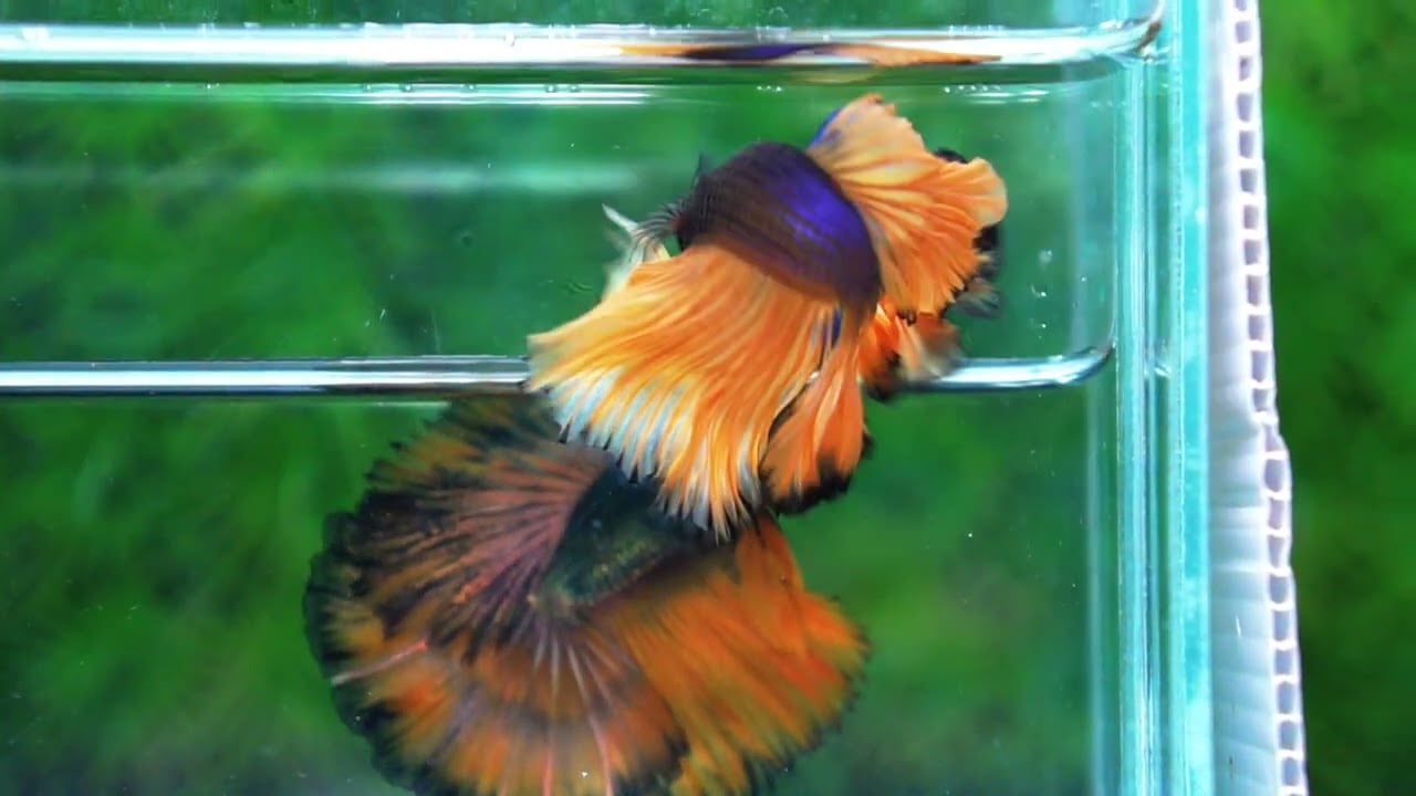 Betta fish Mustard Gas Black Pumkins Sky Hawk OHM Rosetail