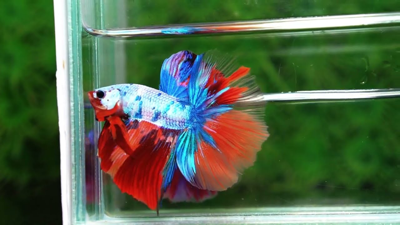 Betta fish OHM Multicolor Candy Rainbow