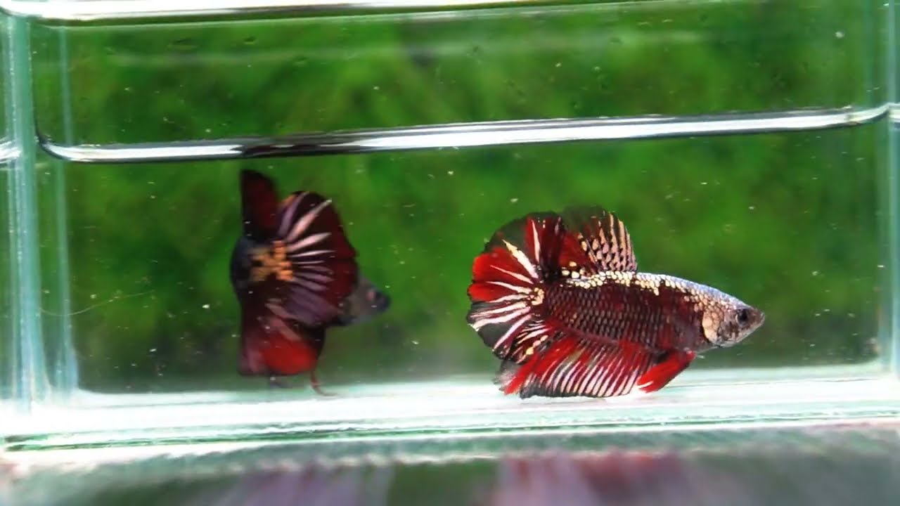 Betta fish OHMPK Red Devil Samurai Warrior