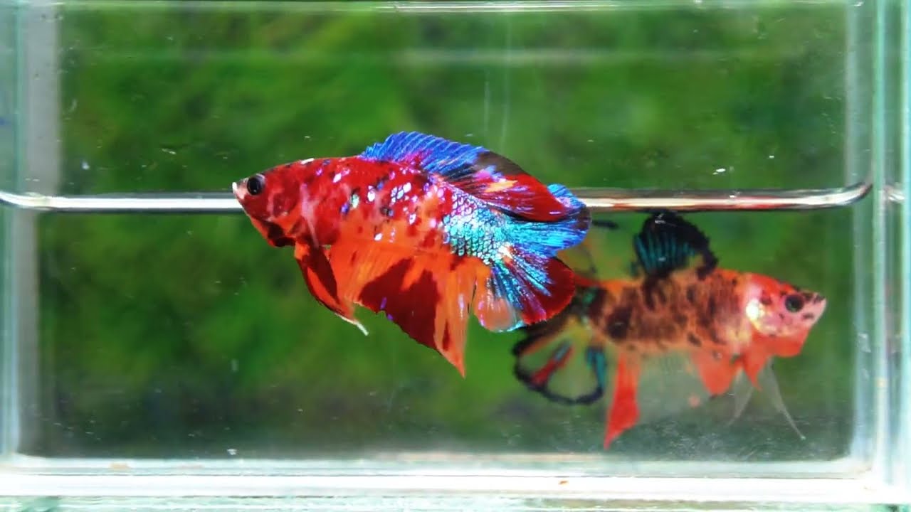 Betta fish Emerald Candy Nemo (DTPK)