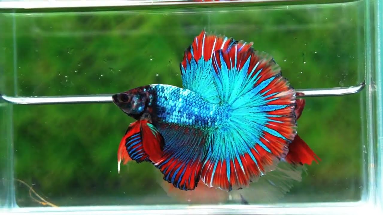 Betta fish Fancy Thai-Malangtub Butterfly Sky Hawk OHM