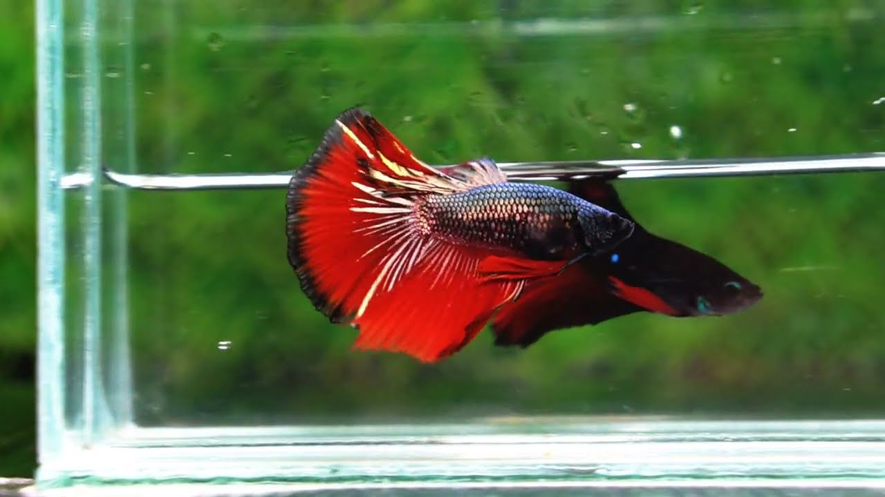 Betta fish HM Hell Boy Copper