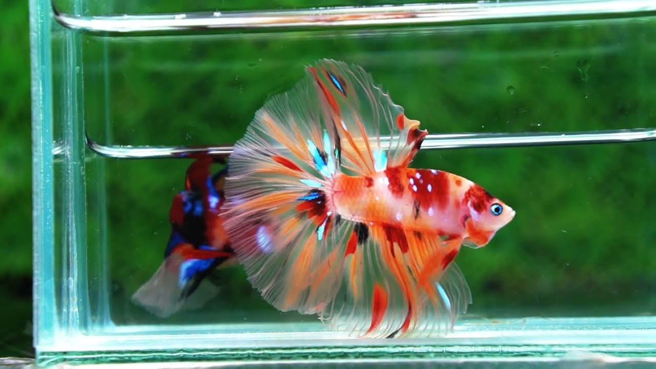 Betta fish Classic Nemo Star OHM