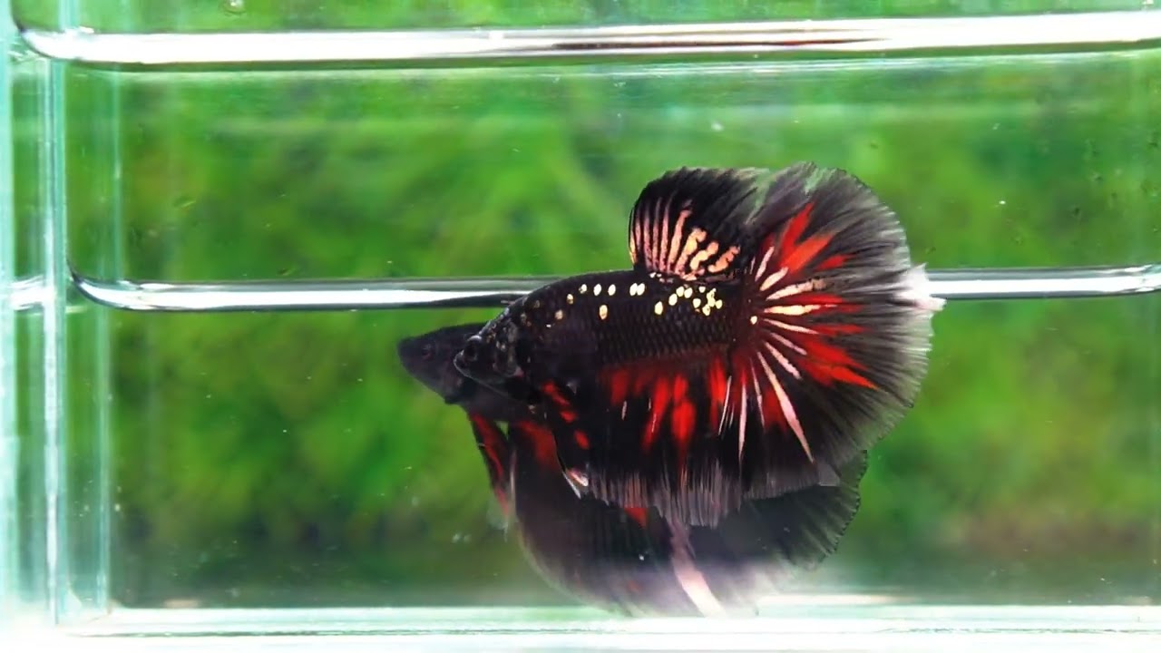 Premium Betta fish OHM Vampire Gold Star