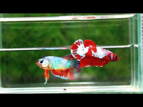 Betta fish Fancy Red NBT Tuxedo