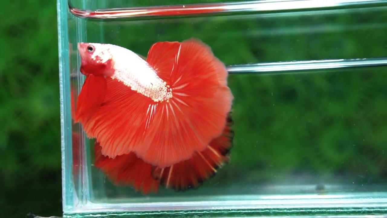 Betta fish Sun fire Dragon Platinum OHM