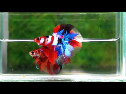 Betta fish OHM Flag of Yemen Koi