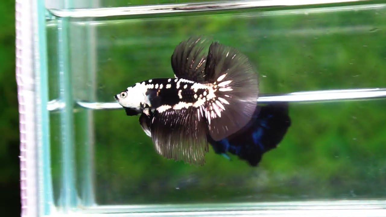 Betta fish Premium HM Black Hole Samurai Star (Rare)