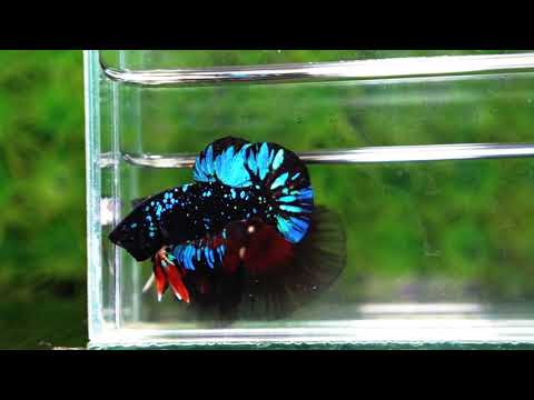 Unique betta fish Avatar HMPK (Half of Anal fin)