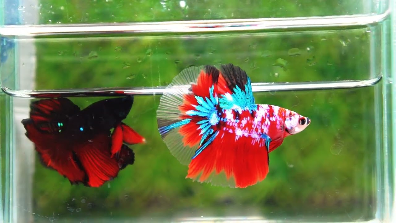 Betta fish OHM Original Classic Koi Galaxy