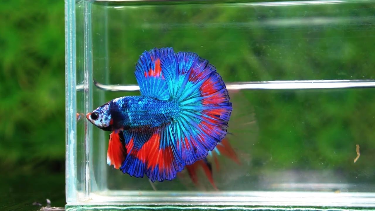 Betta fish Posidon Fancy Hawk (OHM)