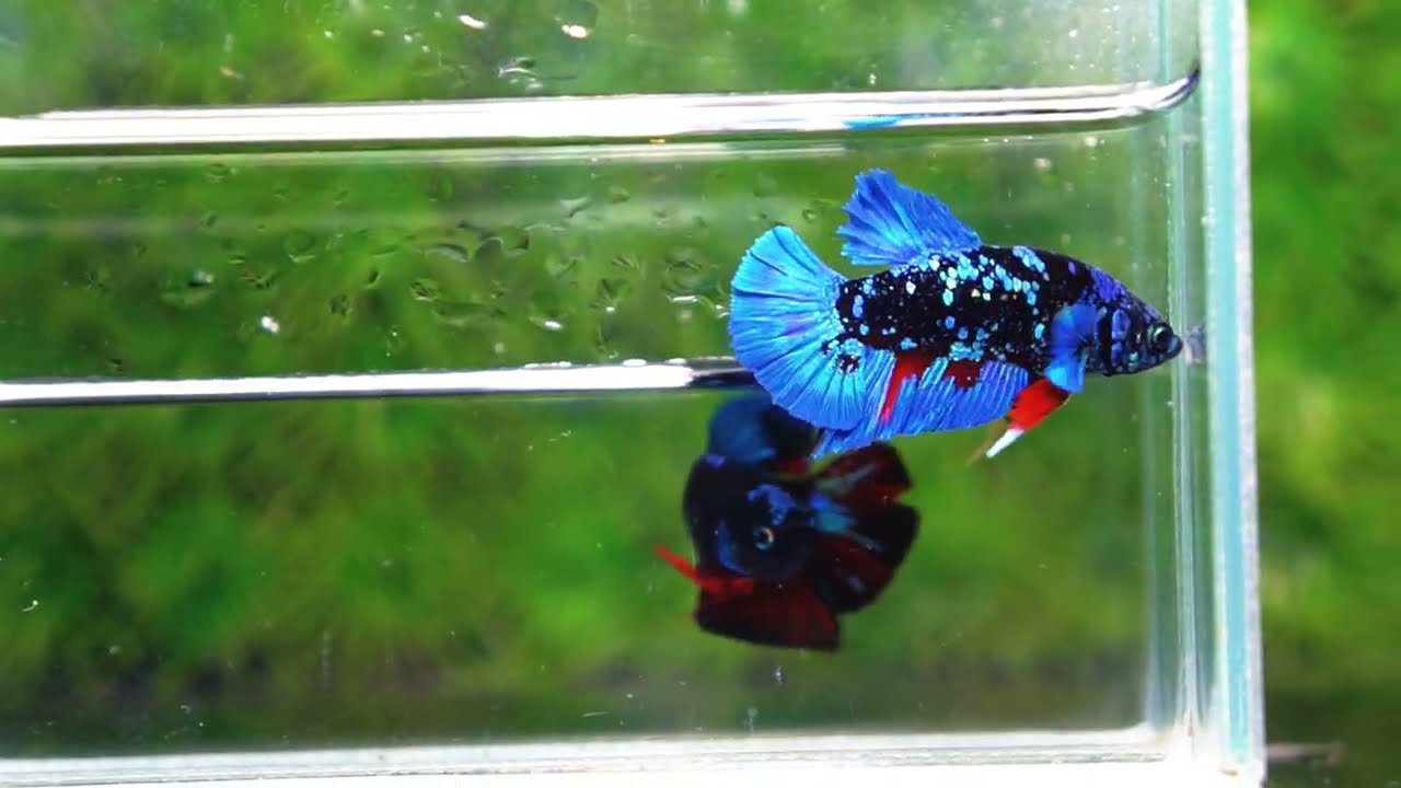 Betta fish HMPK Blue Black Star Avatar
