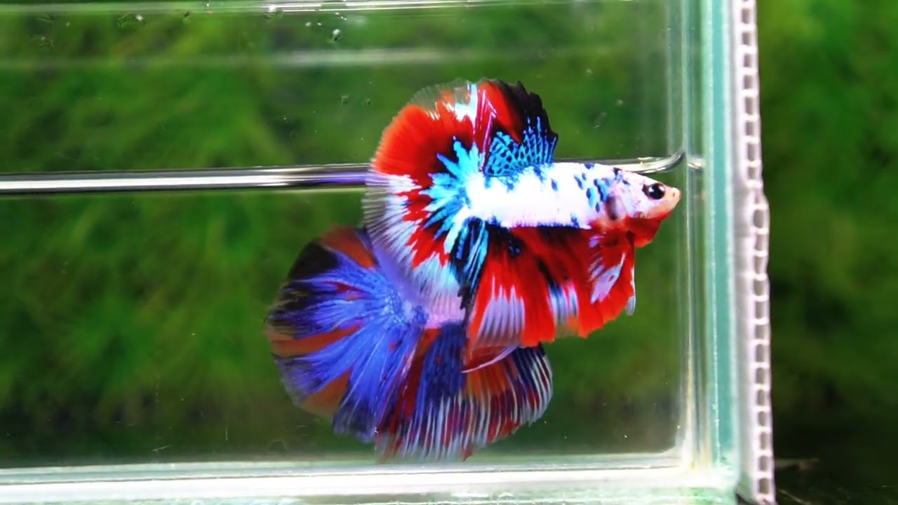 Betta fish HM Fancy Captian America (Comp Grade)