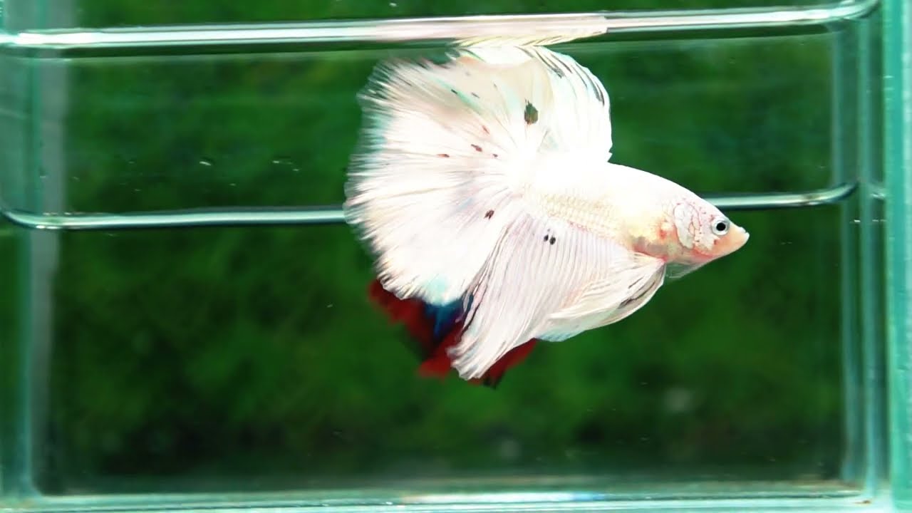 Betta fish HM White Dragon Platinum Copper Dot
